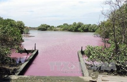 Hồ chứa nước khu chế biến hải sản Tân Hải chuyển màu đỏ, chảy tràn ra sông